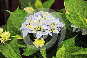 Early in bloom phase, blueish lavender hydrangea