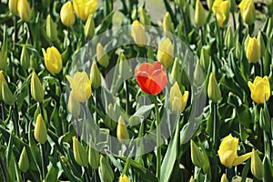 Red tulip in the oasis of yellow tulips. Early bloom.