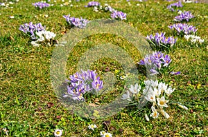 Early Bloomers In A Meadow