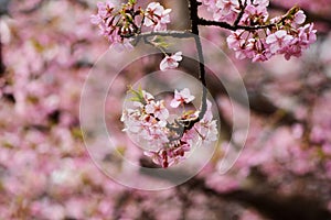 Early blooming cherry blossoms