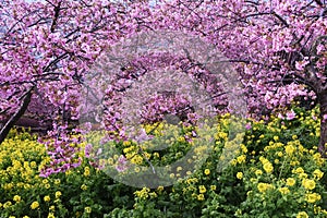 Early blooming cherry blossoms