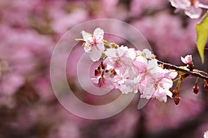 Early blooming cherry blossoms