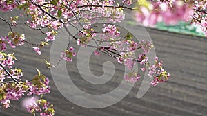 Early blooming cherry blossoms, Kawazu cherry blossoms