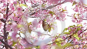 Early blooming cherry blossoms, Kawazu cherry blossoms