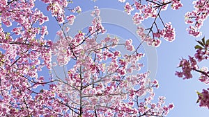 Early blooming cherry blossoms, Kawazu cherry blossoms