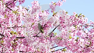 Early blooming cherry blossoms, Kawazu cherry blossoms