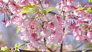 Early blooming cherry blossoms, Kawazu cherry blossoms