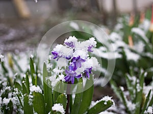 Early blooming spring violet hyacinth flower sprinkled with snow