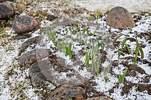 Primroses in buds in early spring on a snow flower bed. early blooming daffodil flower sprinkled with snow. changeable