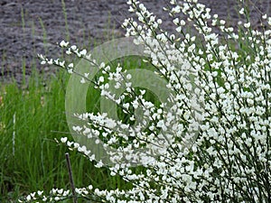 Early broom, Cytisus praecox Albus