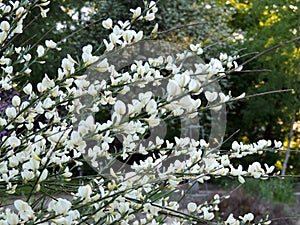 Early broom, Cytisus praecox Albus