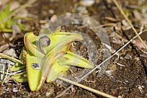 Early bud of Pinguicula vulgaris, the Common butterwort photo