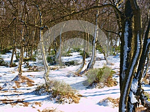 Early cold and misty morning at hoarfrost grass on mountain, view over frozen grass and boulders to trees and hill.l.