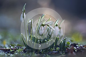 Early Crimean snowdrops on a cool February morning