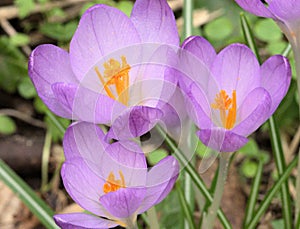 Early Crocus - Crocus tommasinianus Growing in Grassy Woodland photo