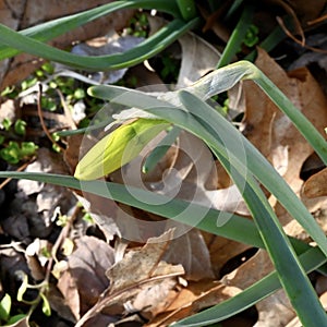 Early Daffodil with Swollen Bud