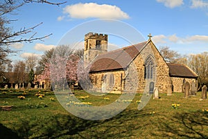 Early daffodils in church grounds