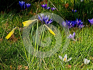 Early daffodils