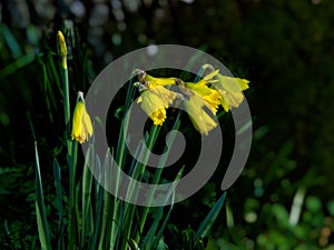 Early daffodils
