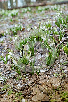 Early delicate snowdrop flowers in spring forest