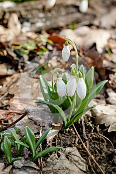 Early delicate snowdrop flowers in spring forest