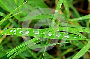 The early droplets in grass