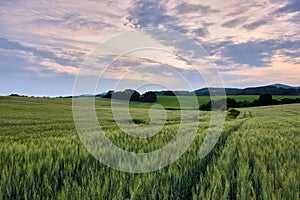 Early evening landscape. field with grain and colored sky