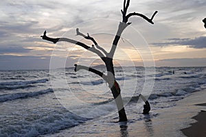 Early evening, tree on the beach, sunset and wavers washing up on the beach