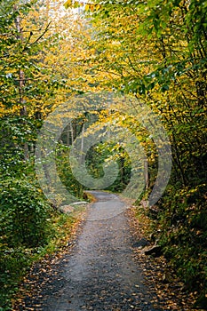 Early fall color along a trail, at Minnewaska State Park, in the Shawangunk Mountains, New York