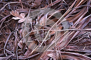 Early fall frost on Fallen Oak Leaves and Grasses