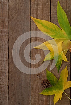 Early Fall Leaves on Rustic Wood