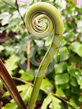 Early fern growth popularly called a Fiddlehead