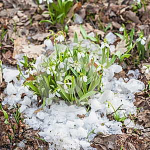 Blooming delicate wild snowdrop in snow. Concept of Spring , first spring plants, seasons, weather