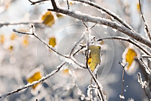 Early first snow in autumn. Snowy bare tree branches with sunlit yellow leaves. Close up. Soft focus
