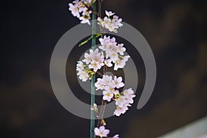 Early flowering cherry tree Sakura Kawazu