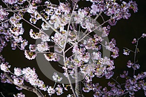 Early flowering cherry tree Sakura Kawazu