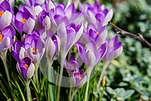 Early flowering crocuses