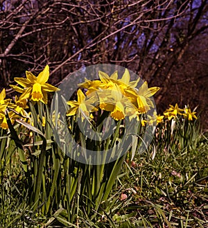 Early flowering daffodil. Baden Baden, Germany, Europe