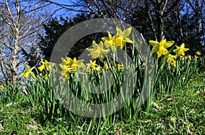 Early flowering daffodil. Baden Baden, Germany, Europe