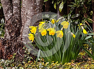 Early flowering daffodil. Baden Baden, Germany, Europe