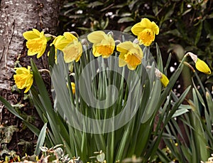 Early flowering daffodil. Baden Baden, Germany, Europe