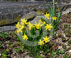 Early flowering daffodil. Baden Baden, Germany, Europe