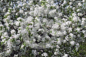 Early flowering of wild plum. White and pinkish flowers completely covered the tree, hiding the young, fresh green foliage