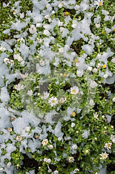 Early flowers oof the spring under snow