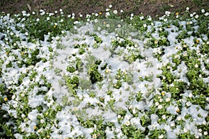 Early flowers oof the spring under snow