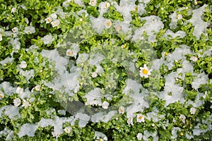 Early flowers oof the spring under snow