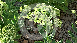 Early flowers of orpine, Sedum telephium Hylotelephium telephium