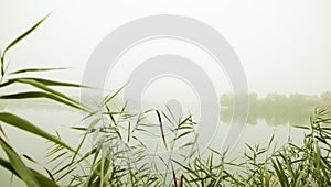 Early foggy morning on the lake. The forest is reflected in calm water. The reeds and sedge in the foreground.