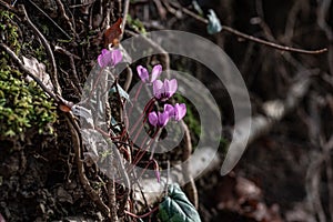 Early forest bloomers cyclamens on the wall