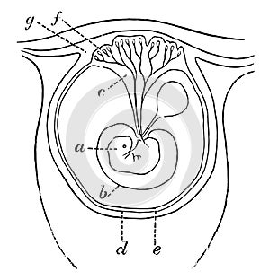 Early Formation of the Placenta, vintage illustration
